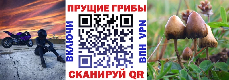 цены наркотик  Чебаркуль  Галлюциногенные грибы Psilocybe 